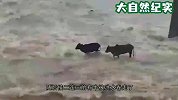 几头牛过涨洪水的桥，走到一半只剩一只，镜头记录惊险过程