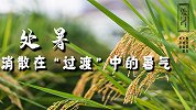 处暑：消散在“过渡”中的暑气