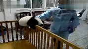 熊猫宝宝“越狱”屡败屡战锲而不舍！