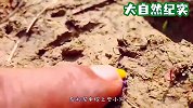 地下不断冒出鸡蛋，男子一巴掌将其拍碎，竟收获大惊喜！