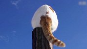 【宠物星球】猫咪的心思你别猜——看尾巴！