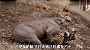 花豹捕捉一头疣猪，双方在地面玩起格斗，花豹使出“大绝招”！