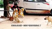 男子假扮大猩猩吓唬3只狗狗，不料意外发生，网友：活该