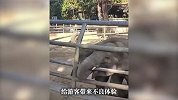 饲养员用锁头打小象，网友怒了！动物园：已批评教育