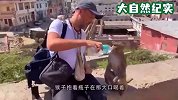 小猴子头被卡住，猴妈妈的做法让人意外，镜头记录全过程