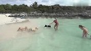 旅游-巴拿马“猪岛”可爱小猪陪你沙滩游-20140506
