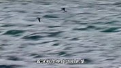 为了养活老婆和孩子！雄海雀奋不顾身出海捕鱼，看它如何智斗天敌