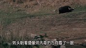 六七百斤的水牛突然转身，把准备搞偷袭的老虎吓跑，太怂了！