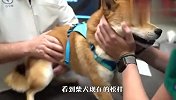 狗狗：我没病，你为什么要带我来医院，快放开我！