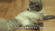 无良主人丢掉小猫，母猫从此性情大变，疯狂攻击主人