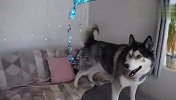 铲屎官买了个气球，哈士奇看到后，反应笑爆了哈哈
