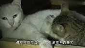 母猫被主人狠心抛弃，带着6只小奶猫四处流浪，看完泪目了