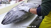 全世界最贵的食用鱼，出海只要捕捉到，就能变身成富豪