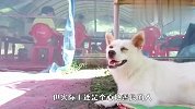 流浪狗赖在大叔家赶都赶不走，得知背后原因，差点哭了