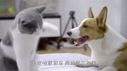 柯基和猫咪打架，过程看一次笑一次，太好玩了哈哈