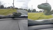 五口之家行驶途中眼前突然爬出一条蟒蛇 恐怖一幕被拍下