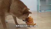柴犬看到会发声的玩具小狗，开始怀疑人生了，看完千万别笑！