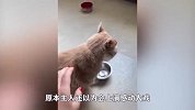 主人回家晚了后，这变脸小奶猫玩得明明白白