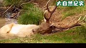 鹿在河边喝水，喝着喝着就开始“犯神经”，这抽风了？