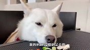 柴犬睡得正香，铲屎官故意把食物放在跟前，接下来忍住别笑