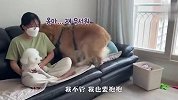 铲屎官怀里抱着别的狗，金毛看后狂吃醋，接下来忍住别笑
