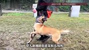 男子带马犬进KTV不拴绳，4人被咬伤送医，狗主人被拘留7天