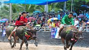 牛也有节日？泰国春武里府举办赛牛节，画面太美不敢看！