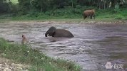感人! 饲养员失足落水，小象以身相救
