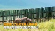 世界最长寿犀牛去世终年57岁 幼年时在火山口被发现