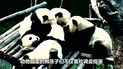 饲养员发现少了一只熊猫，抬头看后腿直打抖-我的亲娘哎