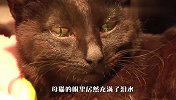 母猫遭遇车祸早产，守着小猫尸体不肯离去，结局泪目了