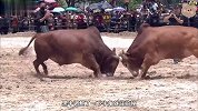 斗牛现场惊喜不断，两头牛刚开始还称兄道弟，哨声一响就翻脸了