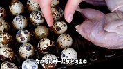 探索鹌鹑的美味世界，美味吃法全攻略！