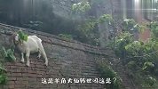 大家快来看，墙上居然长了一只羊，简直太神奇了