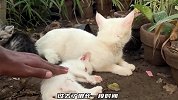 无助的猫妈妈，无论如何也没能唤醒自己的孩子，直到小哥的出现