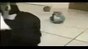 [搞笑]轻功猫侠独斗众犬勇士