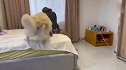 女主人故意不搭理金毛，狗子差点被气疯了