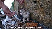 为什么这么好看的猫咪，却如此狼狈，小哥的做法让人感动