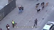 8只恶狗围攻警犬！一旁大哥惩恶扬善，一招就让流浪狗吓破胆