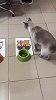 国王杯萌宠大预测：这猫叫“C罗” 居然对着巴萨队徽做这动作
