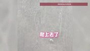 平武野生大熊猫下山串门，大姐偶遇激动“挽留”语无伦次，网友：这是见过大场面的