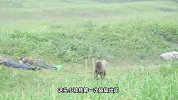 大叔野外睡觉，忽然一头熊走了过来，接下来忍住别笑！