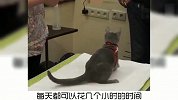 宠物冷知识：今天讲一讲俄罗斯蓝猫，有用的知识又增加了