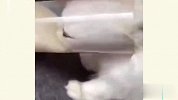 猫咪奇葩行为大赏，行为真是让我刮目相看