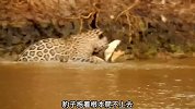 豹子猎杀“水中霸主”鳄鱼，鳄鱼能否绝地反杀？——豹子活撕大鳄鱼现场