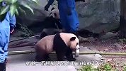 熊猫叼着奶盆问饲养员要奶喝，场面笑爆了