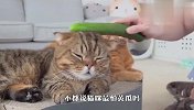 听说猫最怕黄瓜，铲屎官买回一箩筐黄瓜，结局笑翻了