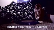 猫咪走出六亲不认的步伐，音乐响起戏精附体，笑出十块腹肌