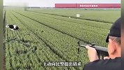 群众新买的牛卸车后狂奔数公里，民警应牛主人请求一枪击毙该牛消除威胁