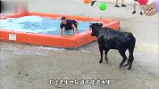 男子泼了大黑牛一脸水，本以为牛忍住了，结果就朝着其他人出气